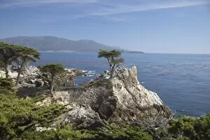 Images Dated 17th April 2009: Lonely pine on 17 Mile Drive near Monterey, California, United States of America