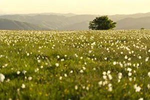 Marche Prints: Lonely tree and flowers blooming on Mount Petrano in spring, Apennines, Marche, Italy
