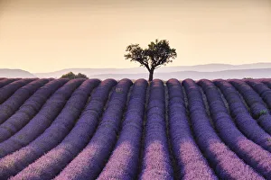 Meadow Prints: Lonely tree on top of a lavender field at sunset, Valensole, Provence, France, Europe