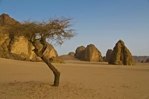 Images Dated 8th April 2010: Lonely tree in the Sahara Desert, Southern Algeria, North Africa, Africa
