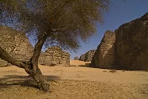Images Dated 8th April 2010: Lonely tree in the Sahara, Southern Algeria, North Africa, Africa