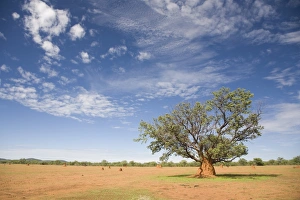 Termite Mounds Prints: Lonely tree surrounded by a termite hill, Namibia, Africa