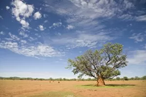 Images Dated 15th February 2008: Lonely tree surrounded by a termite hill, Namibia, Africa