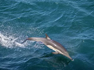 Jump Prints: Long-beaked common dolphin (Delphinus capensis)