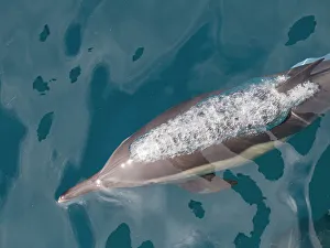Ocean Ecosystem Prints: A long-beaked common dolphin (Delphinus capensis)