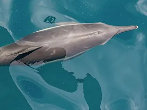 Ripples Prints: A long-beaked common dolphin (Delphinus capensis)