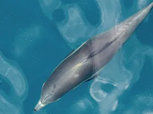 Ripple Prints: A long-beaked common dolphin (Delphinus capensis)