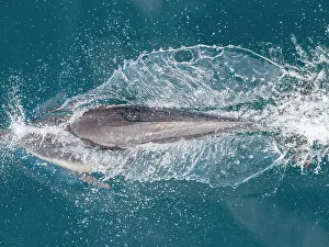 Jump Prints: A long-beaked common dolphin (Delphinus capensis)