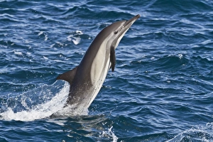 Long-beaked common dolphin (Delphinus capensis), Isla San Esteban, Gulf of California (Sea of Cortez), Baja California, Mexico, North America