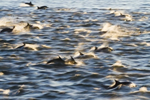 Long-beaked common dolphin (Delphinus capensis), Isla San Esteban, Gulf of California (Sea of Cortez), Baja California, Mexico, North America