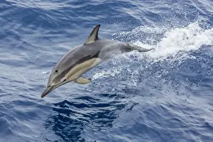 Long-beaked common dolphin (Delphinus capensis) leaping near White Island, North Island, New Zealand, Pacific