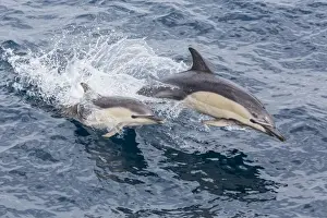 Snout Prints: Long-beaked common dolphin (Delphinus capensis) leaping near White Island