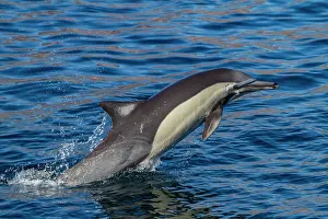 Playful Prints: Long-beaked common dolphin jumps out of the water near Isla del Carmen in Baja California Sur