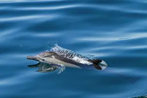 Playful Prints: Long-beaked common dolphin swimming in the waters of Baja California Sur in Mexico during a sunny day