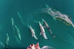 Ride Prints: Long-beaked common dolphins bow riding alongside a boat near Isla del Carmen in Baja California Sur