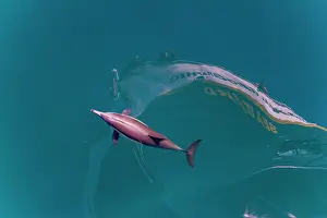 Ride Prints: Long-beaked common dolphins bow riding beside a boat in Baja California Sur, Mexico