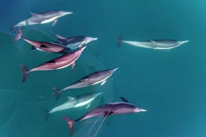 Riding Prints: Long-beaked common dolphins bow riding in clear waters of Baja California Sur