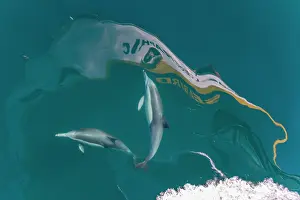 Riding Prints: Long-beaked common dolphins bow riding in clear waters near Isla del Carmen