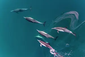 Riding Prints: Long-beaked common dolphins bow riding in clear waters off the coast of Baja California Sur in Mexico