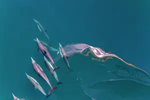 Riding Prints: Long-beaked common dolphins bow riding near a boat in clear waters of Baja California Sur