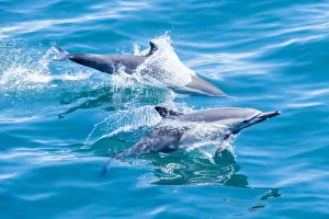 Long-beaked common dolphins (Delphinus capensis), off Isla San Marcos, Baja California