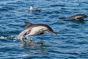 Oceanic Prints: Long-beaked common dolphins jumping in clear water near Isla del Carmen in Baja California Sur