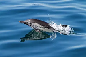 Oceanic Prints: Long-beaked common dolphins swim and jump in clear waters near Isla del Carmen in Baja California Sur