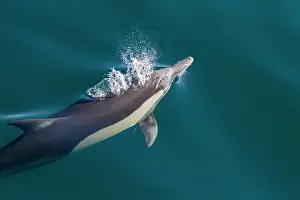 Oceanic Prints: Long-beaked common dolphins swim and leap through water near Isla del Carmen in Baja California Sur