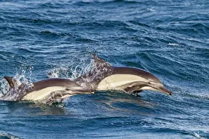 Playful Prints: Long-beaked common dolphins swim together near Isla del Carmen in Baja California Sur