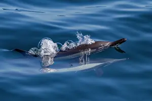 Playful Prints: Long-beaked common dolphins swim and play near Isla del Carmen in Baja California Sur