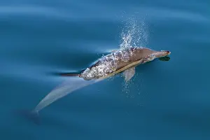 Fins Prints: Long-beaked common dolphins swim and play in the ocean near Isla del Carmen in Baja California Sur