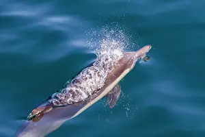 Health Prints: Long-beaked common dolphins swim and play in the waters of Baja California Sur, Mexico