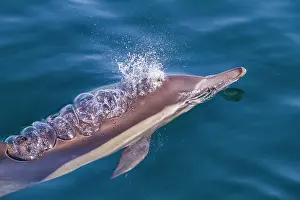 Playful Prints: Long-beaked common dolphins swimming near Isla del Carmen in Baja California Sur