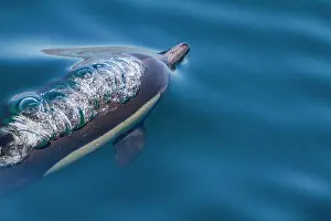 Playful Prints: Long-beaked common dolphins swimming near Isla del Carmen in Baja California Sur