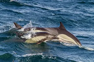 Playful Prints: Long-beaked common dolphins swimming near Isla del Carmen in Baja California Sur