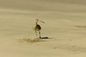 Nicoya Peninsula Prints: Long-billed Curlew (Numenius americanus) on Playa Guiones beach at Nosara