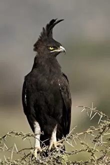 Images Dated 28th September 2007: Long-crested eagle (Lophaetus occipitalis), Samburu National Reserve, Kenya