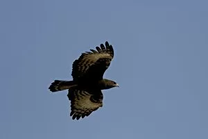 Long-crested eagle (Lophaetus occipitalis) in flight, Samburu National Reserve