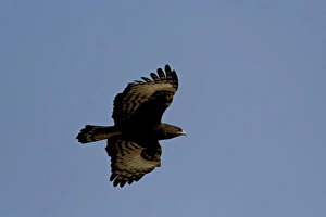 Long-crested eagle (Lophaetus occipitalis) in flight, Samburu National Reserve Long-crested eagle (Lophaetus occipitalis) in flight, Samburu National Reserve