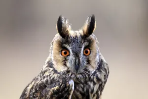 Raptor Prints: Long-eared owl (Asio otus), adult