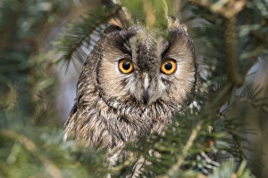 Captive Animal Prints: Long-eared owl (Asio otus), captive, United Kingdom, Europe