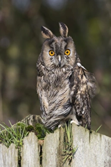 Long-eared owl (Asio otus), captive, United Kingdom, Europe