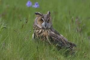 Anticipation Prints: Long-eared owl (Asio otus), Muncaster, Cumbria, England, United Kingdom, Europe