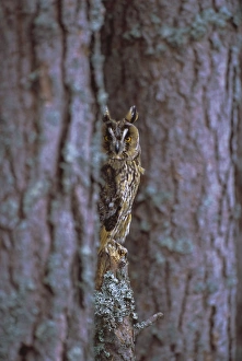 Disguising Prints: Long eared owl (Asio otus) in winter