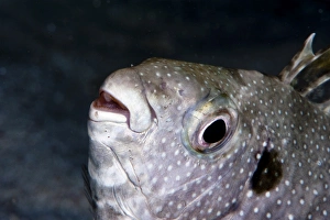 Images Dated 25th May 2008: Long finned drummer (Kyphosus vaigiensis), Sulawesi, Indonesia, Southeast Asia, Asia