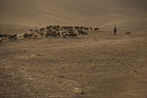 Farmer Prints: The long march, in the barren hills of Afghanistan, shepherds and their flocks are