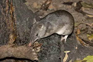 Long Prints: Long-nosed potaroo (Potorous tridactylus) a small rodent like marsupial sometimes known as rat-kangaroos