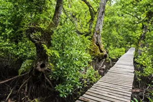 Wood Material Prints: Long pier over a swamp, Kosrae, Federated States of Micronesia, South Pacific