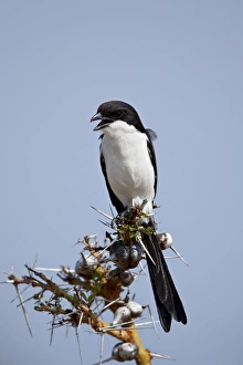 Mouth Open Prints: Long-tailed fiscal (Lanius cabanisi), Selous Game Reserve, Tanzania, East Africa, Africa