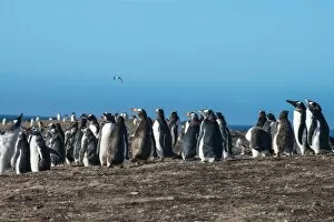 Flightless Bird Gallery: Long-tailed gentoo penguin colony (Pygoscelis papua), Saunders Island, Falklands